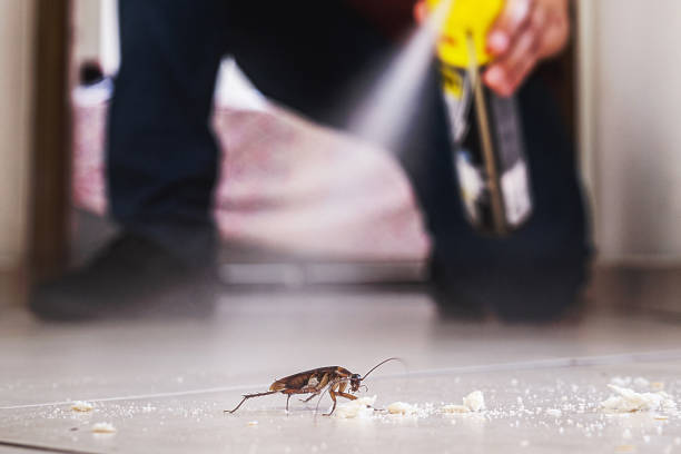Best Wasp Removal Services  in Parachute, CO